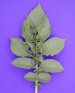 Leaf
