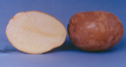 Tubers