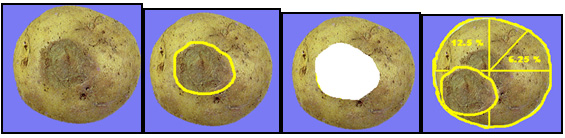 86 | Pressure bruise scoring. Description follows.
