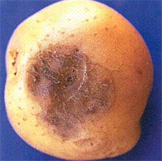 1 | Soft wet spots - frost damage. Description follows.