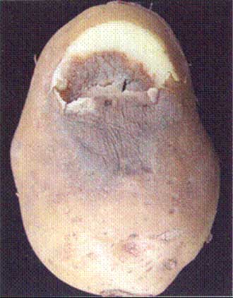 3 | Jelly-like consistency of tuber flesh Fusarium spp. Description follows.