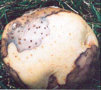 4 | Tuber soft rot - external Pectobacterium carotovorum subsp. carotovorum. Description follows.