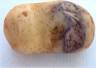 6 | Watery grey Leak fungus infection Pythium ultimum var. ultimum. Description follows.