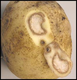 potato, White knot