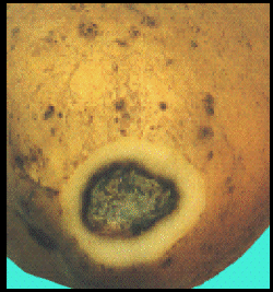 potato, Black spot