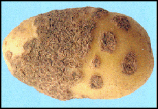 22. Net-like scab lesions coverage. Description follows.