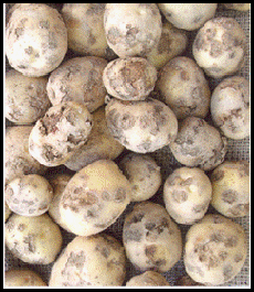 24. Extensive scab on tubers. Description follows.