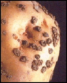 Enlarged pustules. Description follows.