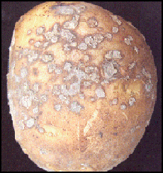 16. Pustules burst and release spores. Description follows.