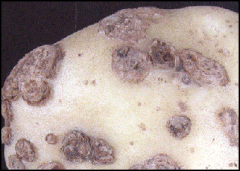 21. Raised corky tissue. Description follows.