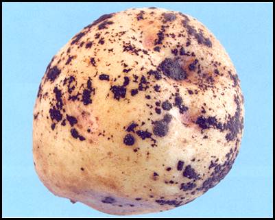 27 | Sclerotia range from 0.1 to 2.5 cm. Description follows.