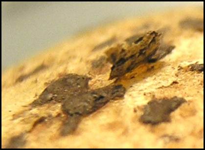 30 | Sclerotia can be picked off of the tuber surface. Description follows.