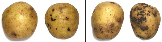 32 | Tubers seen from both sides. Description follows.