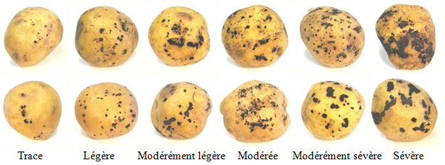 33 | Spectre de la rhizoctonie, de « trace » à « sévère ». Description ci-dessous.