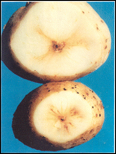 34 | Stem end discolouration. Description follows.