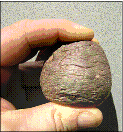 79 | Compressed flabby tuber. Description follows.