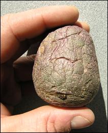 78 | Flabby tuber not compressed. Description follows.