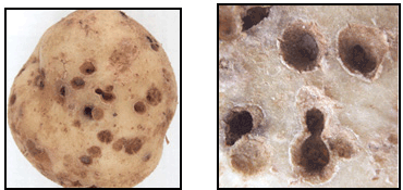 Photo 45, 46 - Dommages tardifs causés par le ver fil-de-fer : tunnels atteignant 3 centimètres. Description ci-dessous.