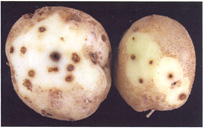 Picture 47 - Internal wireworm. Description follows.