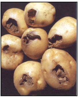 Picture 49 - Severe cutworm feeding damage. Description follows.