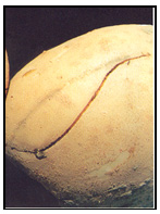 Photo 52 - Les fendillements. Description ci-dessous.