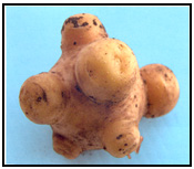 Picture 36 - Knobby Tuber. Description follows.