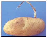 Picture 55 - grass root injury. Description follows.