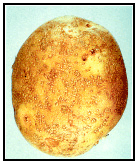 Picture 57 - Skin Spot. Description follows.