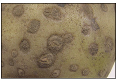 Picture 58 - Skin Spot. Description follows.