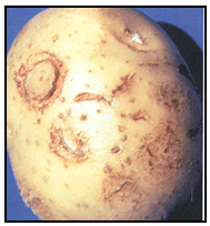 Picture 61 - Tabacco Rattle Virus – external symptom. Description follows.