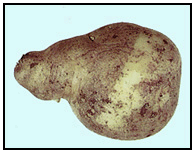Photo 37 - Tubercule pointu. Description ci-dessous.