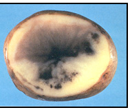 Picture 73 | Grey to black discolouration caused by Chilling. Description follows.