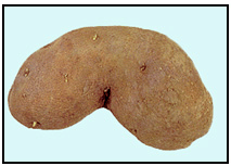 Picture 38 - Curved Tuber. Description follows.