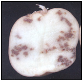 Picture 75 | Internal brown spot. Description follows.