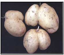 Picture 39 - Creased Tubers. Description follows.