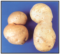 Picture 40 - Dumbbell Tubers. Description follows.