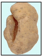 Picture 41 - Growth Cracked Tubers. Description follows.