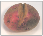 Picture 42 - Growth Cracked Tuber. Description follows.