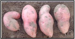 Picture 43 - Herbicide Damaged Tubers. Description follows.