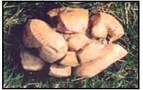 Picture 44 - Herbicide Damaged Tuber. Description follows.