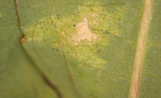Une photo des dommages causés par les thrips des petits fruits qui se nourrissent de la feuille.