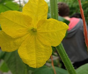 Une photo d'un thrips des petits fruits adulte sur une fleur.