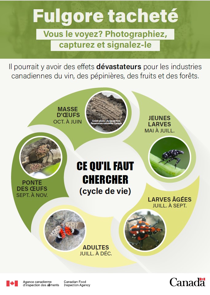 Fiche d'information sur le fulgore tacheté
