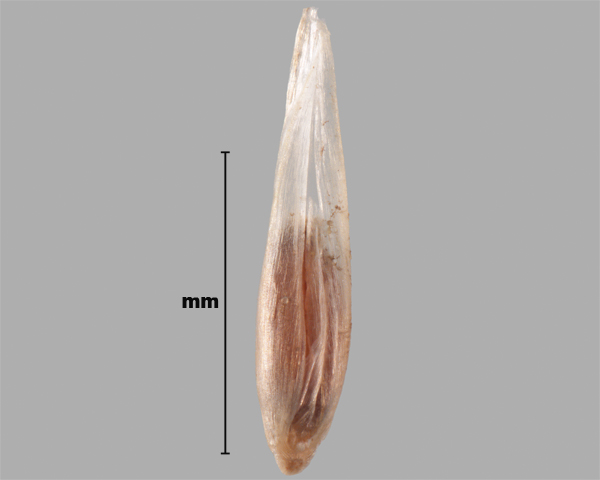 Photo - Agrostide des chiens (Agrostis canina), fleuron (face interne)
