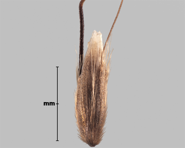 Photo - Annual vernal grass (Anthoxanthum aristatum) floret group