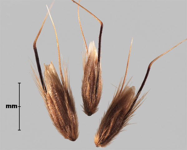 Photo - Flouve aristée (Anthoxanthum aristatum), épillets