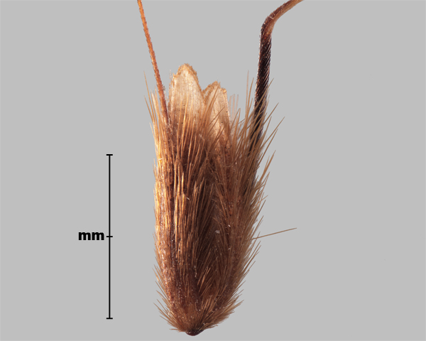 Photo - Flouve odorante (Anthoxanthum odoratum), épillet 1