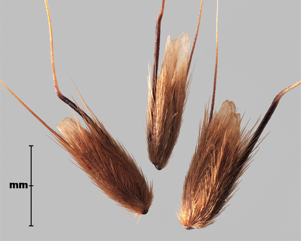 Photo - Sweet vernal grass (Anthoxanthum odoratum) floret groups