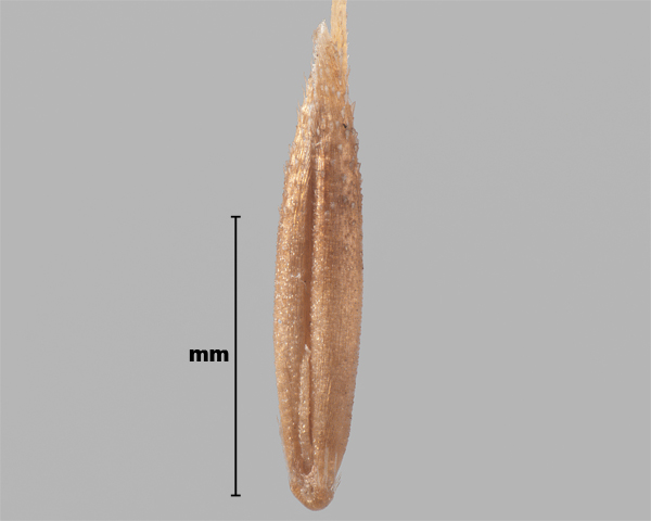Photo - Agrostide interrompue (Apera interrupta), fleuron (face interne)