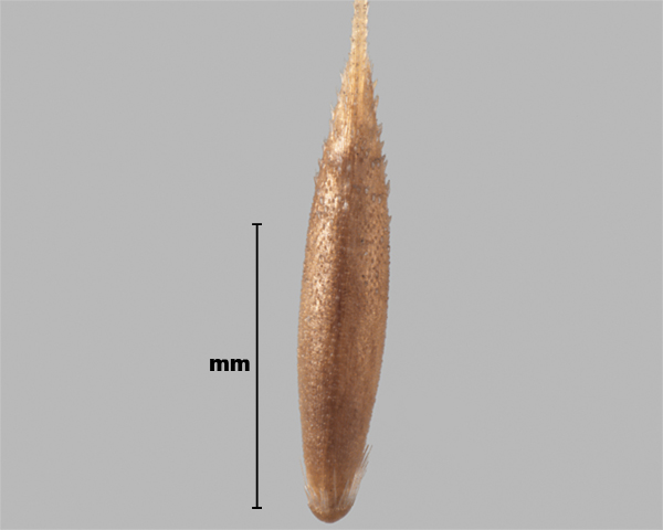 Photo - Agrostide interrompue (Apera interrupta), fleuron (face externe)